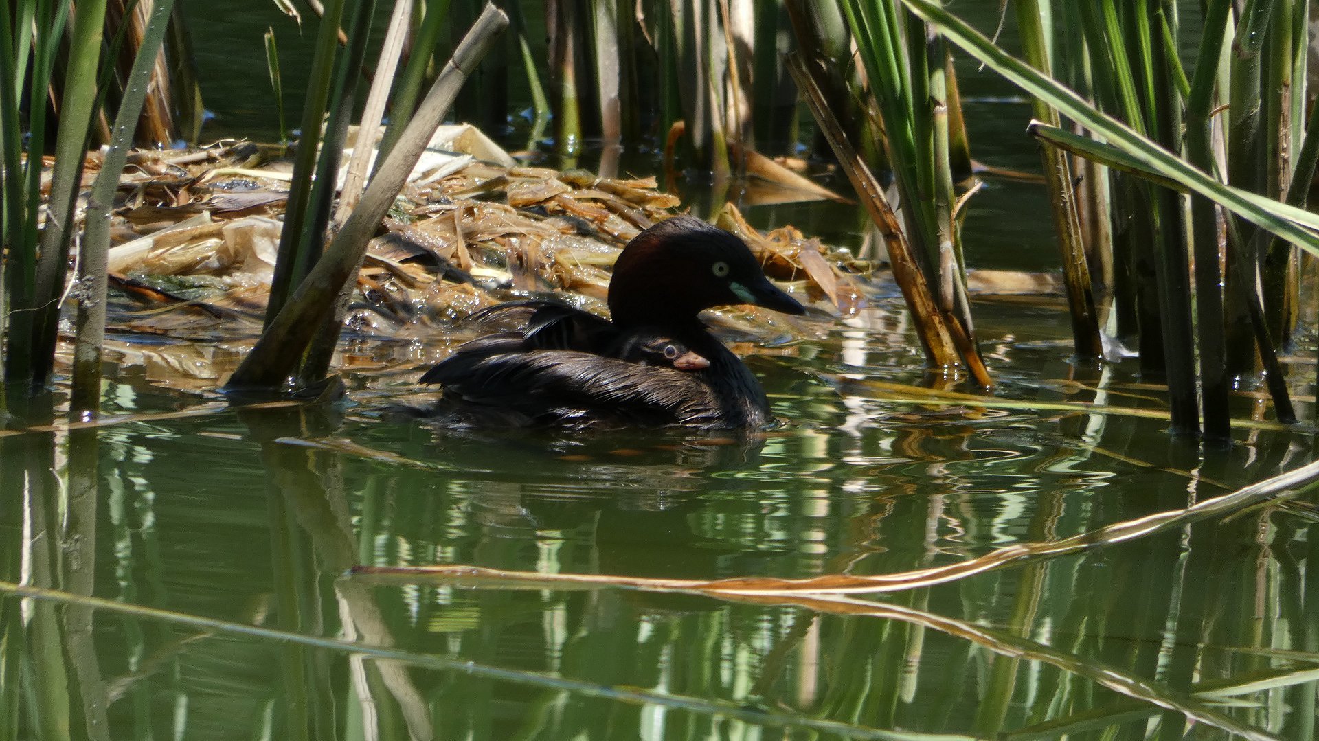 灼熱のカワセミ沼では　【 2019　8/6（火) 】_a0185081_14104360.jpg