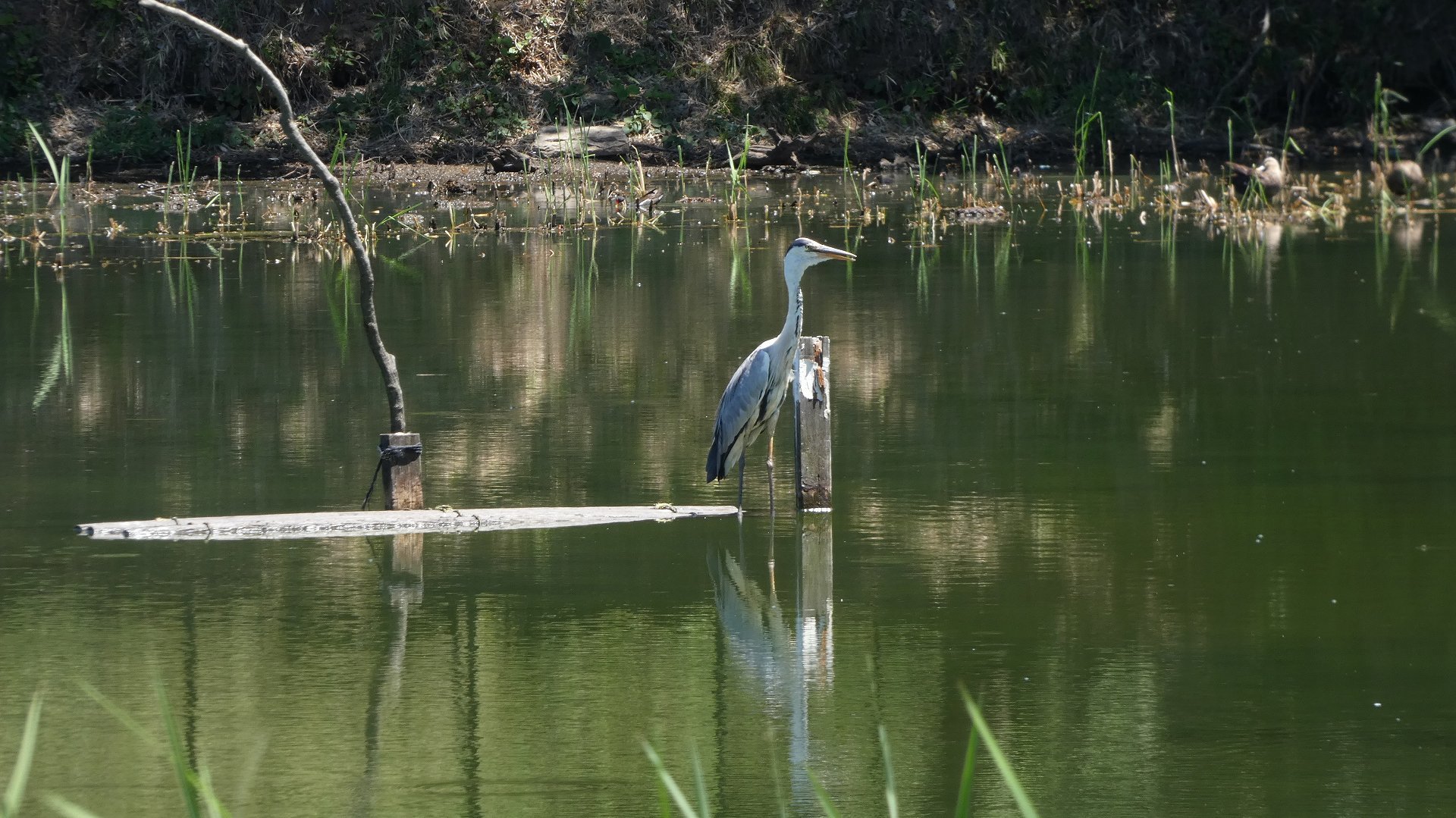 灼熱のカワセミ沼では　【 2019　8/6（火) 】_a0185081_14112311.jpg