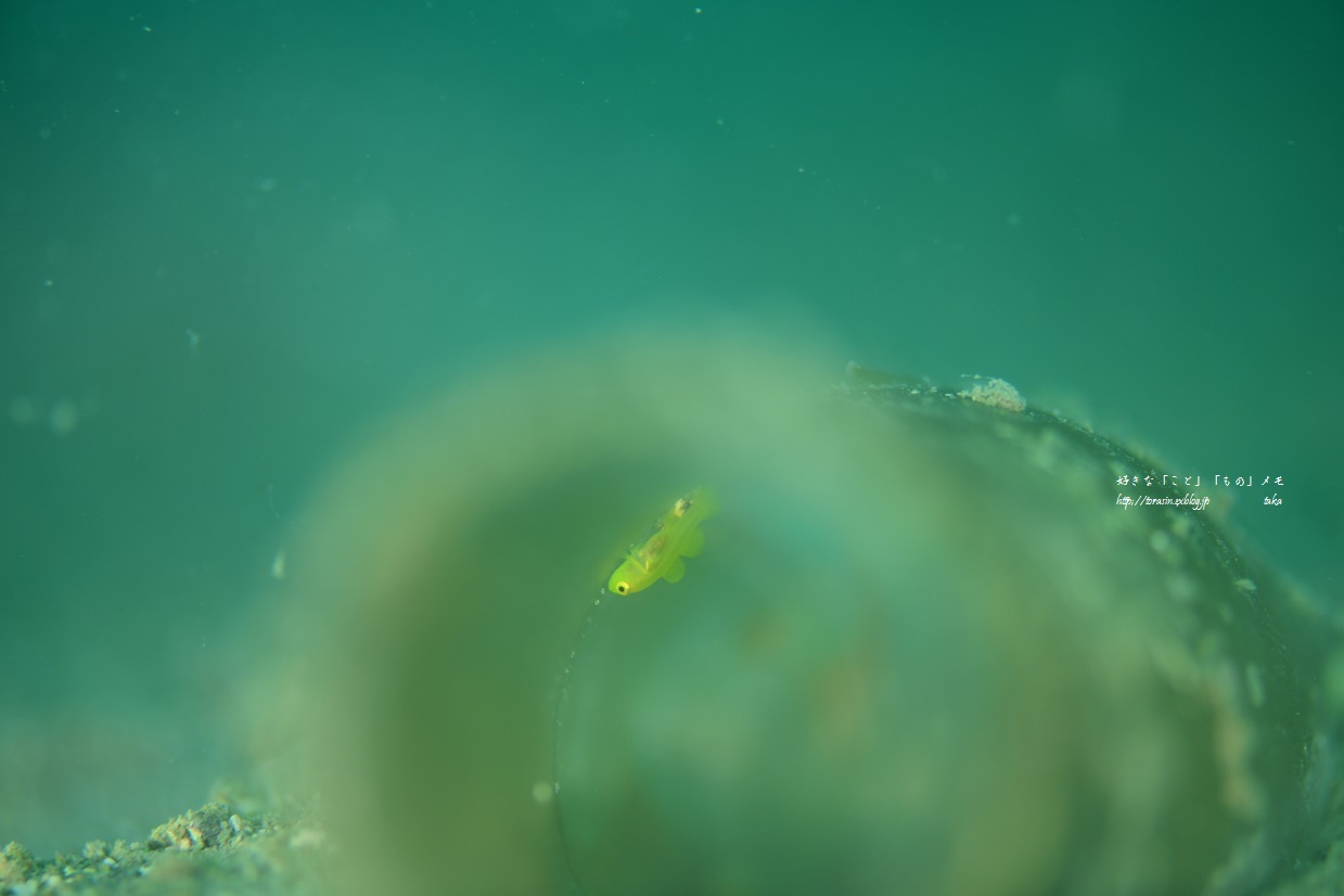 お魚図鑑 ビンのお家 好きな こと もの メモ