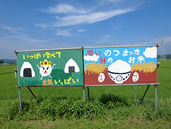 7月31日の田んぼ(緑ヶ丘小・北郷小) _d0247484_10183949.jpg