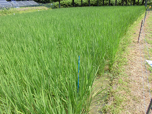 7月31日の田んぼ(月光原小・西根小)_d0247484_8552113.jpg