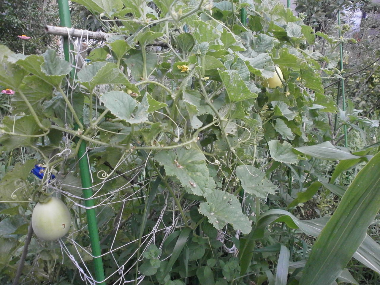 マクワウリ 自然農菜園日記 マクワウリ 自然農菜園日記