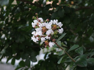 e0130185_12334193.jpg