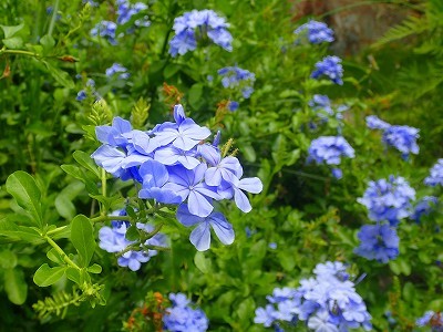 f0203094_11323490.jpg