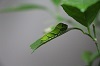 観察日記_a0333195_10311425.jpg
