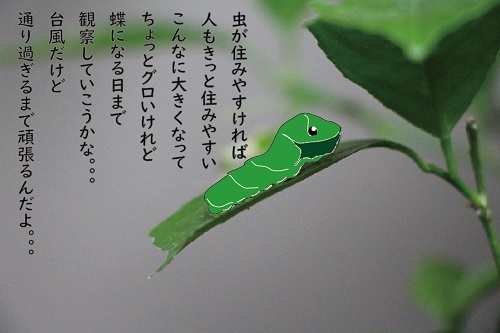 観察日記_a0333195_10313109.jpg