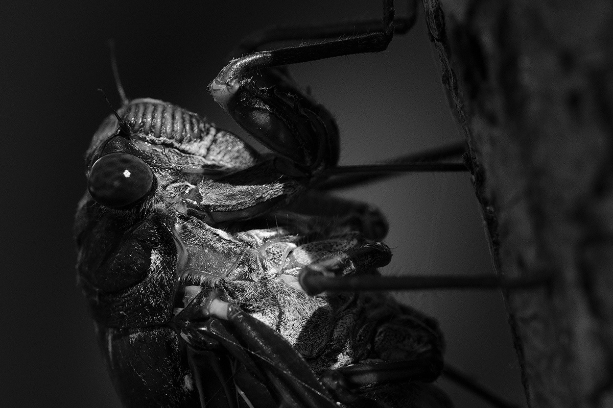 セミハード  violence of summer #FUJIGFX50S_c0065410_23383669.jpg