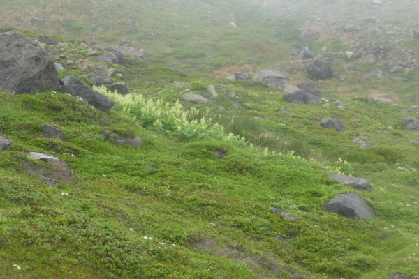 d0170615_20550851.jpg