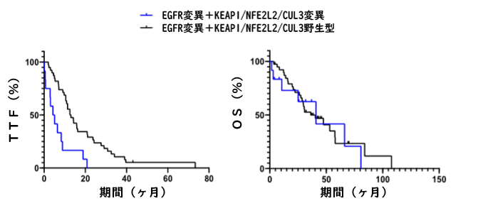 KEAP1/NFE2L2/CUL3変異はEGFR-TKI耐性に関与_e0156318_9353637.png