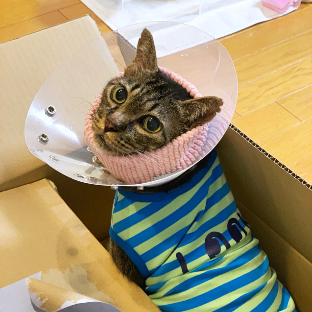 れんちゃんの新しいお洋服と収支報告_d0355333_23223665.jpg