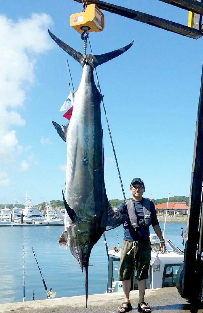 シロカワカジキ 角 特大 激レア！ シロカワカジキ 角 特大 激レア！ - メルカリ