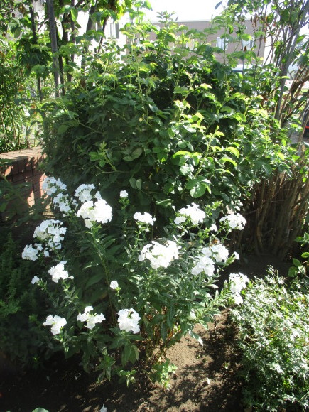 a0279743_09354367.jpg