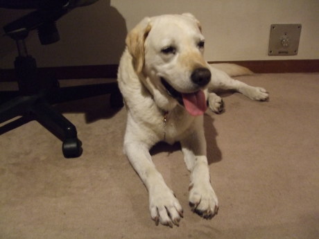 卒業犬サンちゃんのショートステイ・置いていかれた悲壮感ゼロなのでした(*^-^*)_c0372561_01094697.jpg