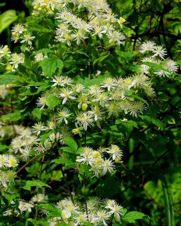 c0305565_17425628.jpg