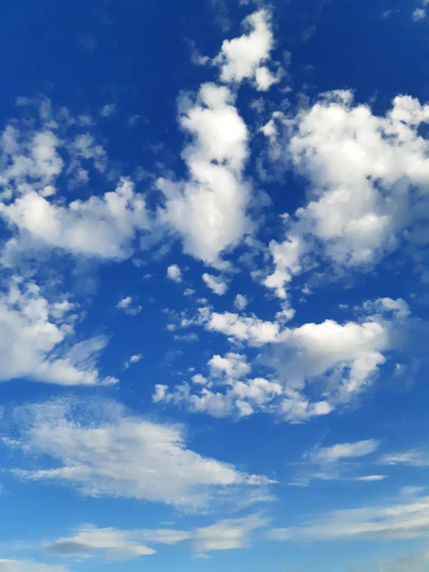 見上げた空 花暮らしの記 見上げた空 花暮らしの記