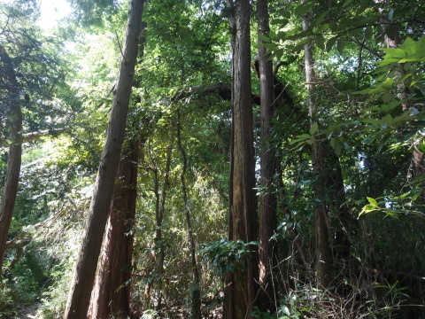 【8・4六国見山手入れ】③山桜の幹折れて赤道塞ぐ_c0014967_08503083.jpg
