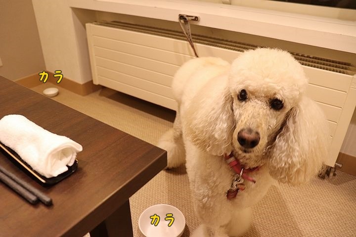 ⑧レジーナ蓼科の夕食です。_b0111376_15113238.jpg