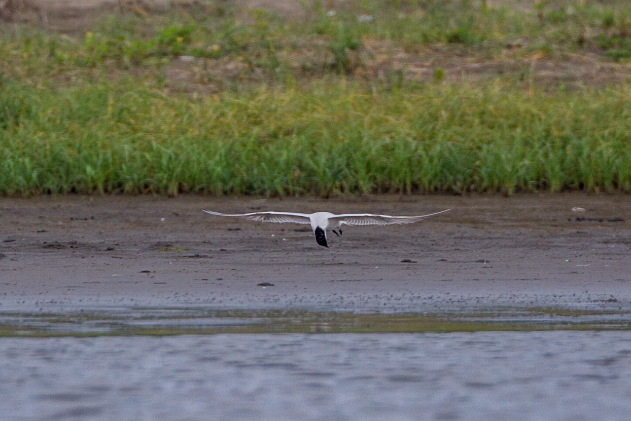 ハシブトアジサシ(2) 九十九里浜_a0052080_13583835.jpg