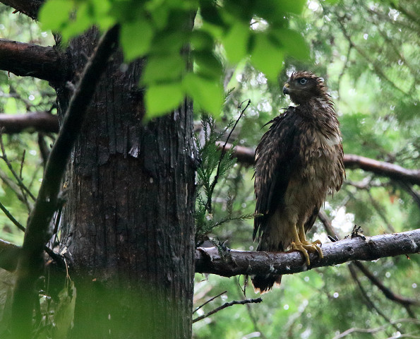 ツミ幼鳥_b0227680_11593737.jpg