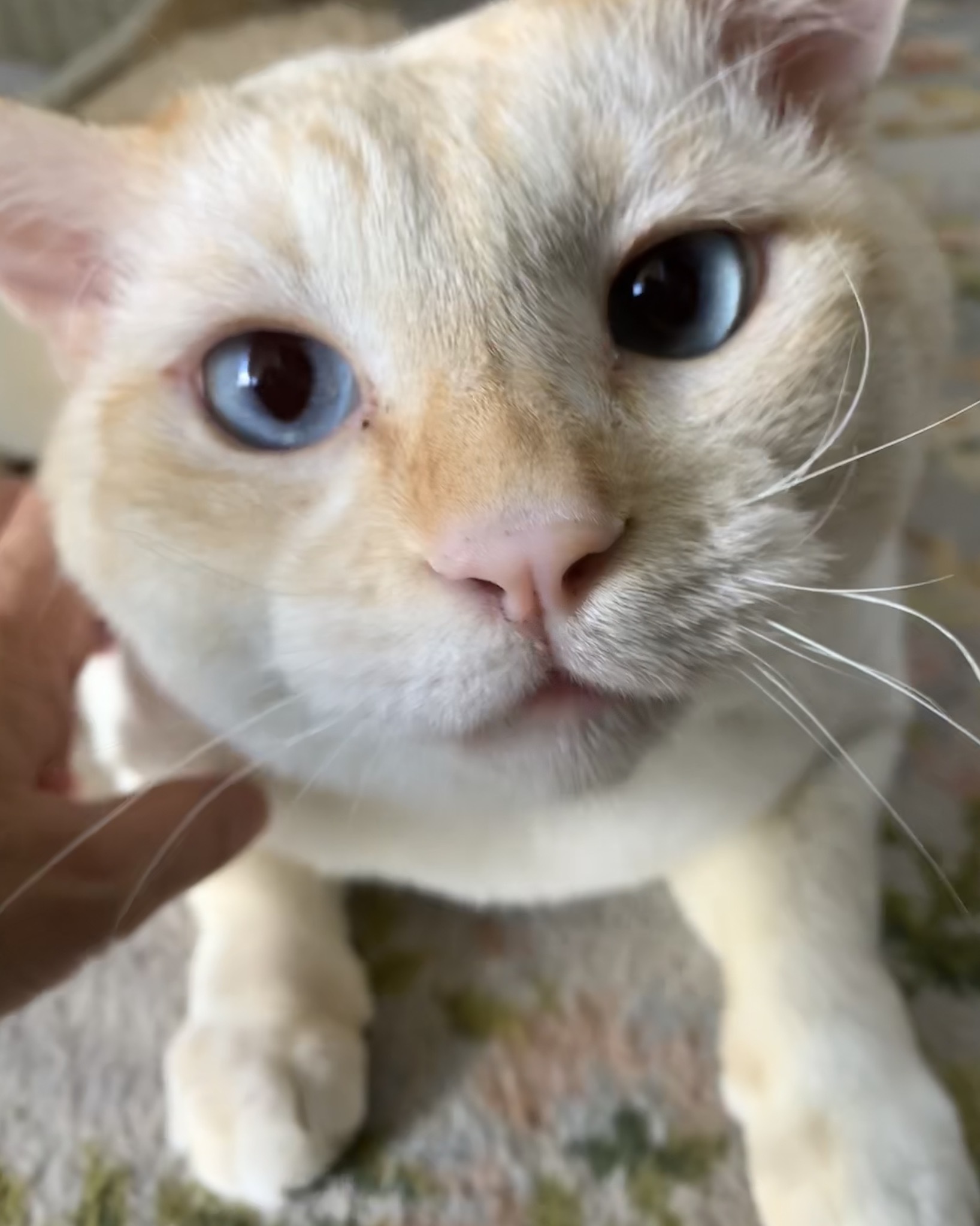 ご無沙汰〜白きち_e0358096_15271282.jpeg