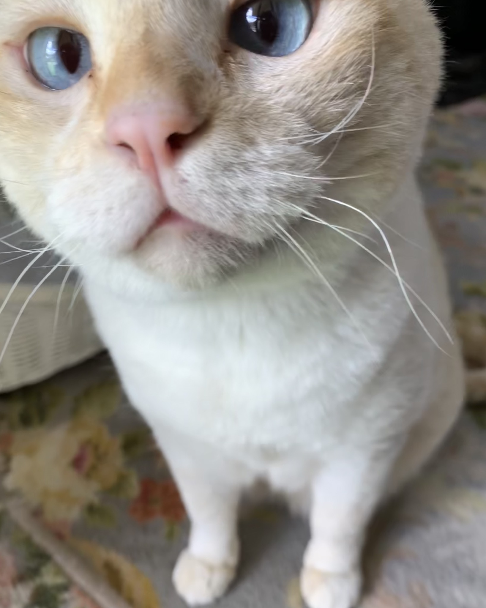 ご無沙汰〜白きち_e0358096_15272651.jpeg