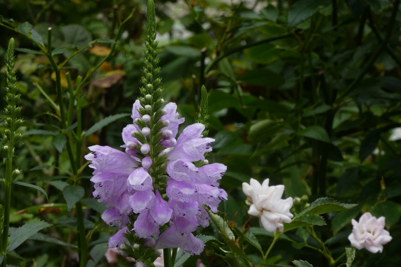 向日葵・朝顔・ディプラデニア・フロックス・花虎の尾・リアトリス_d0261298_6363497.jpg