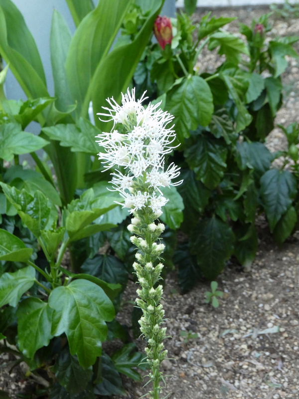 向日葵・朝顔・ディプラデニア・フロックス・花虎の尾・リアトリス_d0261298_6382176.jpg