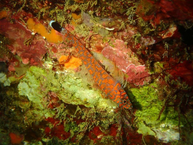 e0115199_17425182.jpg