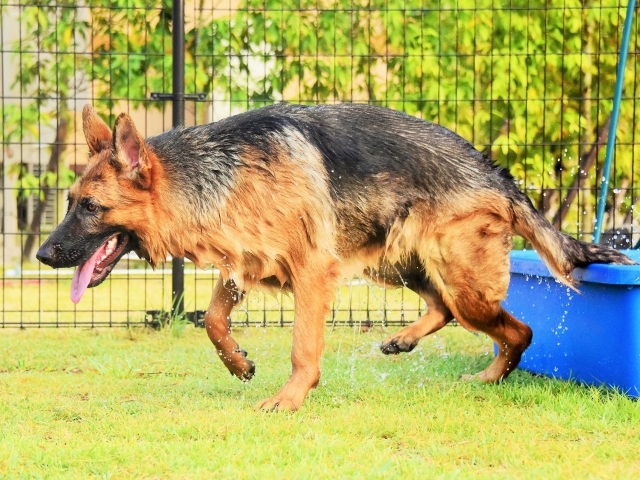 もしかして犬種特性_d0360206_01370308.jpg