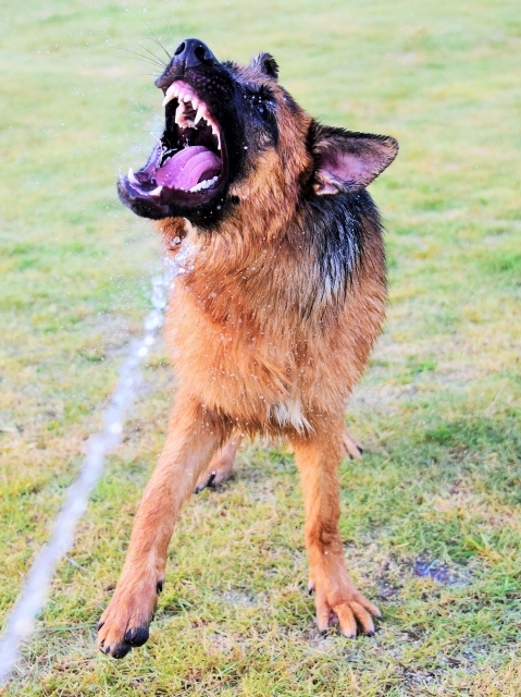 もしかして犬種特性_d0360206_01372713.jpg
