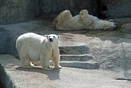 モスクワ動物園で見るウランゲリとムルマの不調和_a0151913_505285.jpg