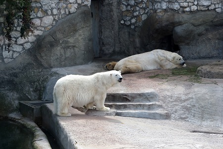 モスクワ動物園で見るウランゲリとムルマの不調和_a0151913_5135943.jpg