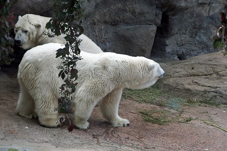 モスクワ動物園で見るウランゲリとムルマの不調和_a0151913_519681.jpg