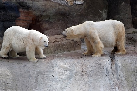 モスクワ動物園で見るウランゲリとムルマの不調和_a0151913_5222418.jpg