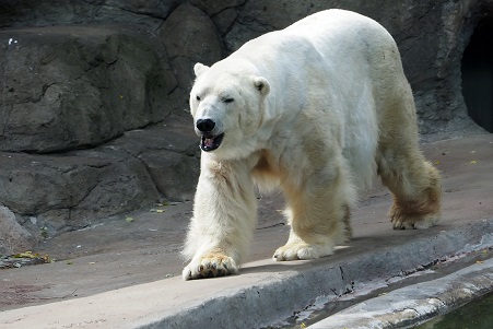 モスクワ動物園で見るウランゲリとムルマの不調和_a0151913_5293934.jpg