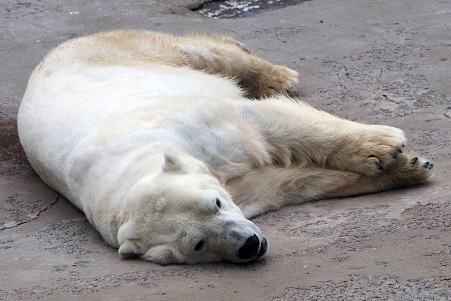 モスクワ動物園で見るウランゲリとムルマの不調和_a0151913_5341485.jpg