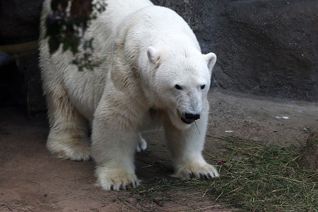 モスクワ動物園で見るウランゲリとムルマの不調和_a0151913_5401981.jpg