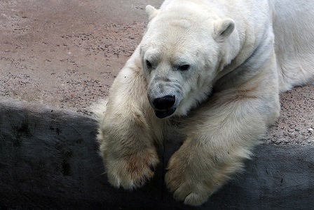 モスクワ動物園で見るウランゲリとムルマの不調和_a0151913_6503622.jpg