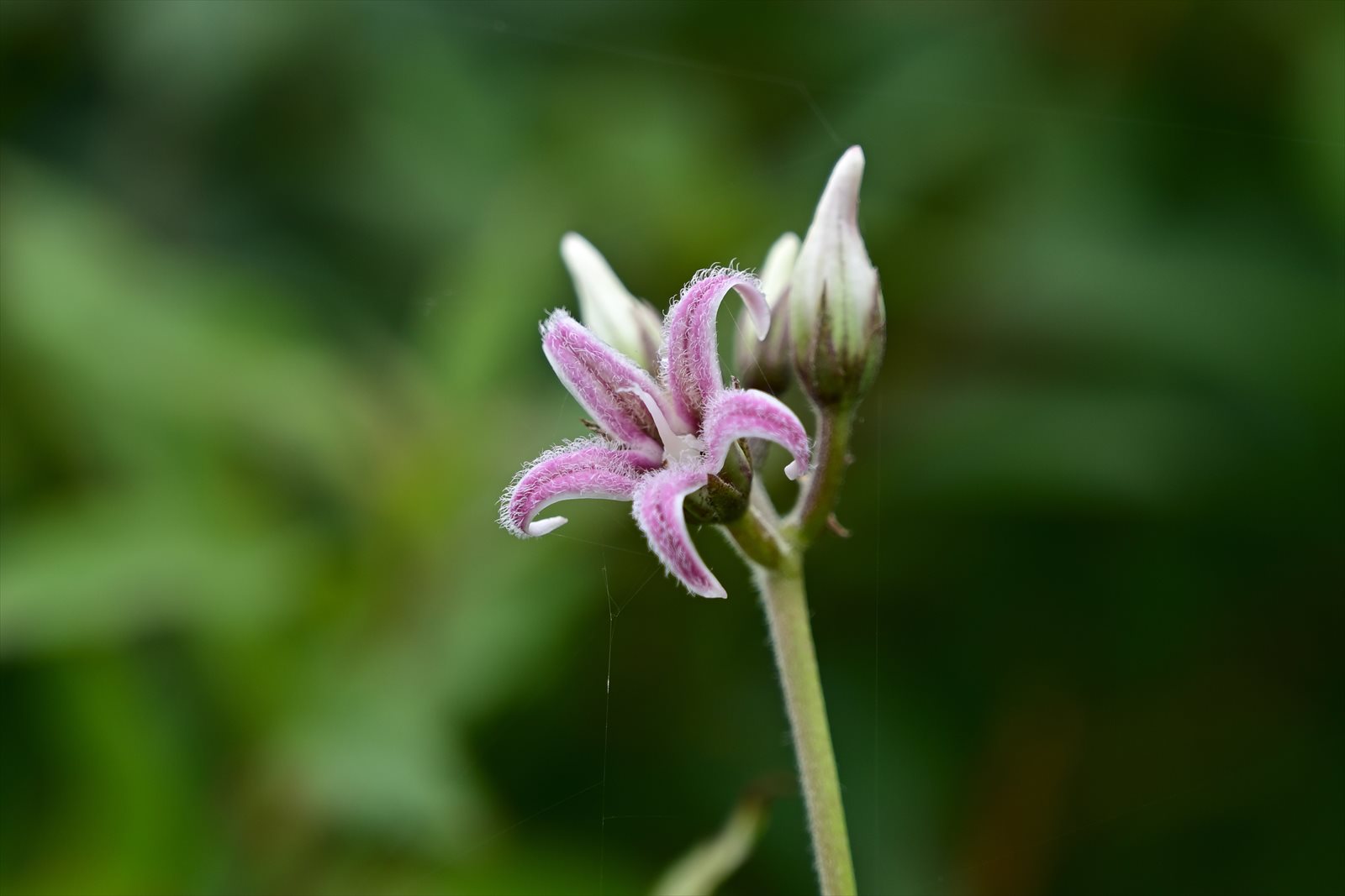 ウトナイ湖の花 今週のウトナイ湖 やぁやぁ