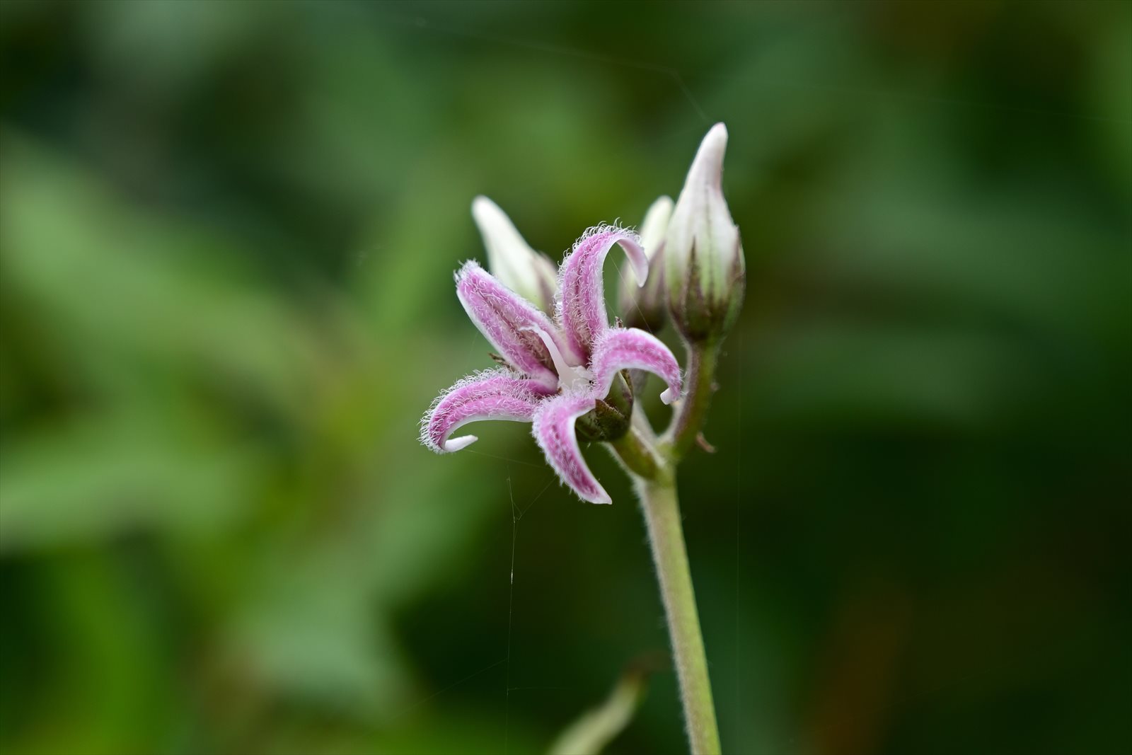 ウトナイ湖の花　～今週のウトナイ湖_a0145819_15172887.jpg