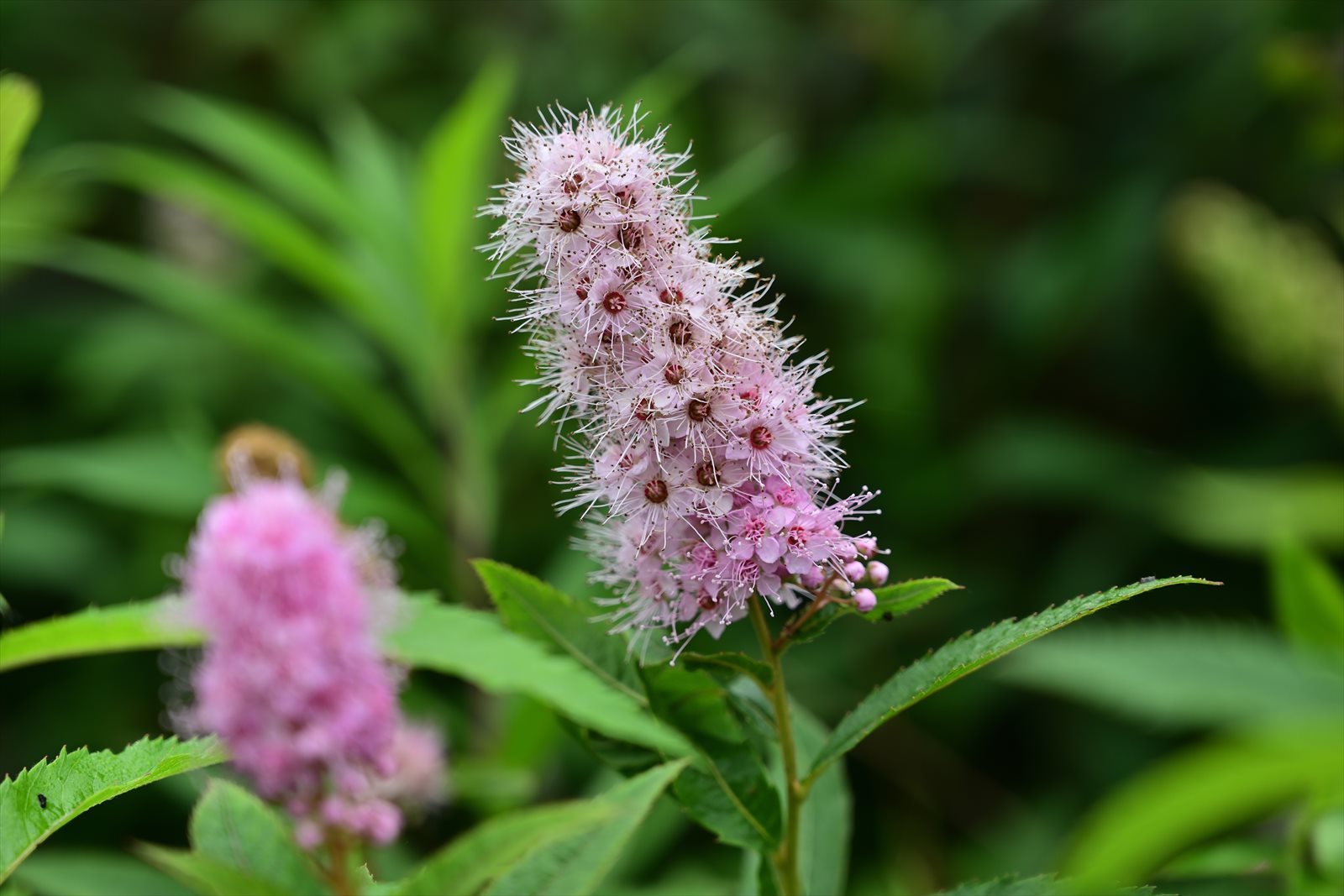 ウトナイ湖の花　～今週のウトナイ湖_a0145819_15402894.jpg