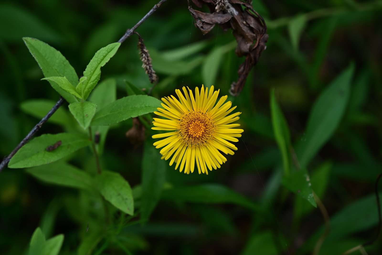 ウトナイ湖の花　～今週のウトナイ湖_a0145819_154322.jpg