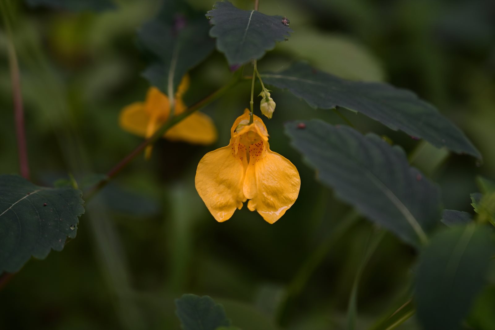 ウトナイ湖の花　～今週のウトナイ湖_a0145819_15452939.jpg