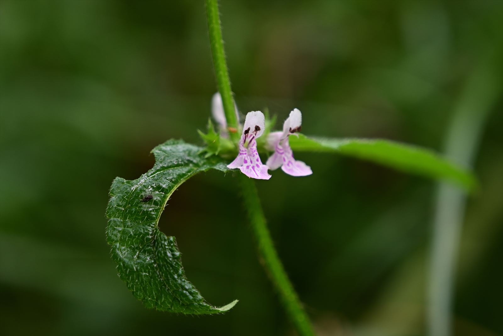 ウトナイ湖の花　～今週のウトナイ湖_a0145819_15472926.jpg