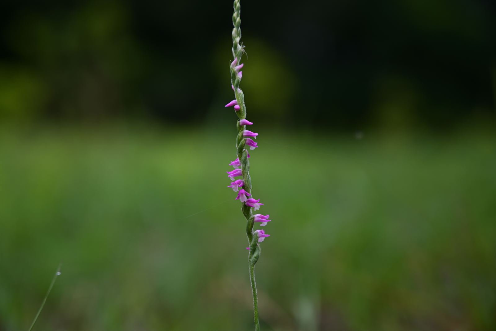 ウトナイ湖の花　～今週のウトナイ湖_a0145819_15474662.jpg