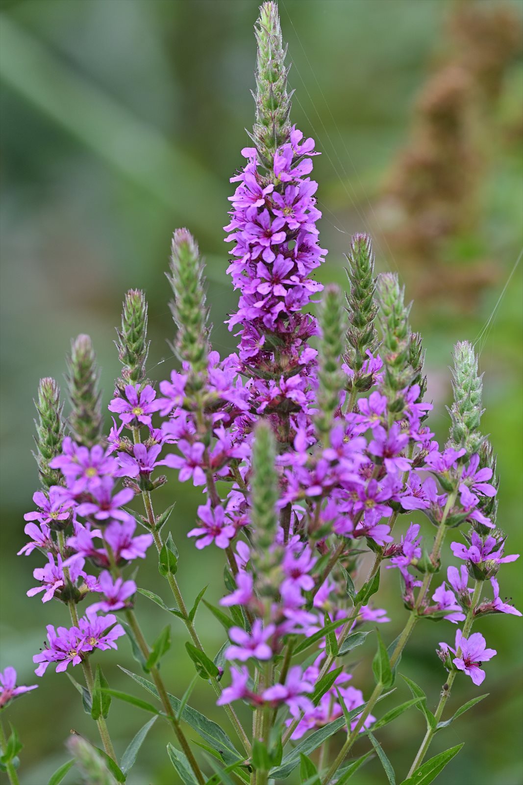 ウトナイ湖の花　～今週のウトナイ湖_a0145819_15514693.jpg