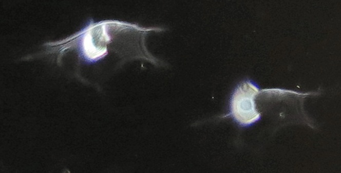 c0331825_18310821.jpg
