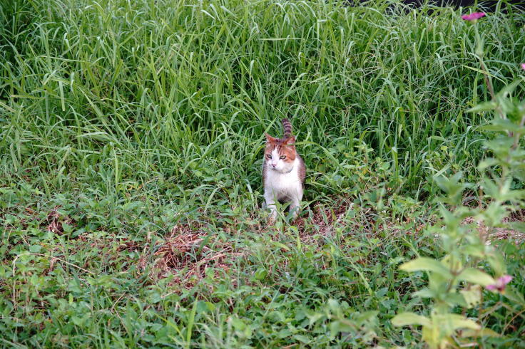広角短望遠ズームーMINOLTA AF ZOOM 24-85mmF3.5-4.5 MACRO_b0060239_20283830.jpg