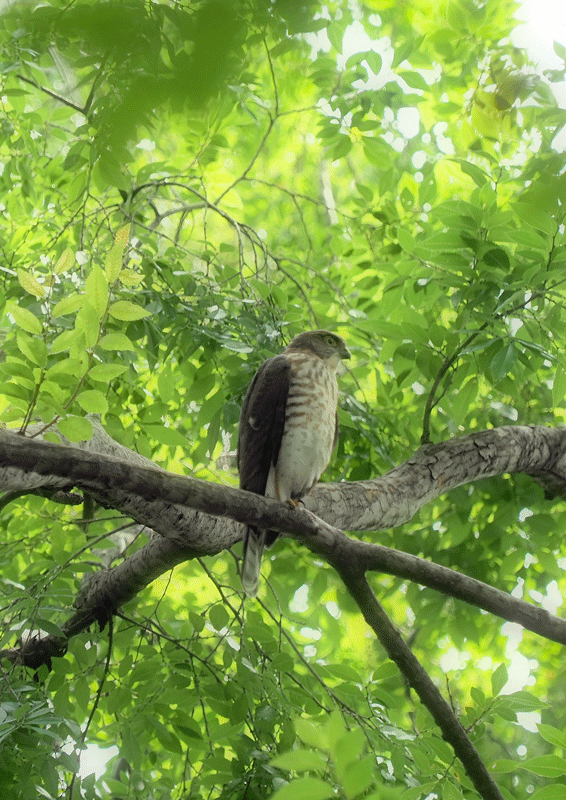 ツミ 15_d0290240_13533213.gif