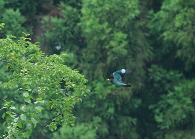 d0290240_14014069.gif